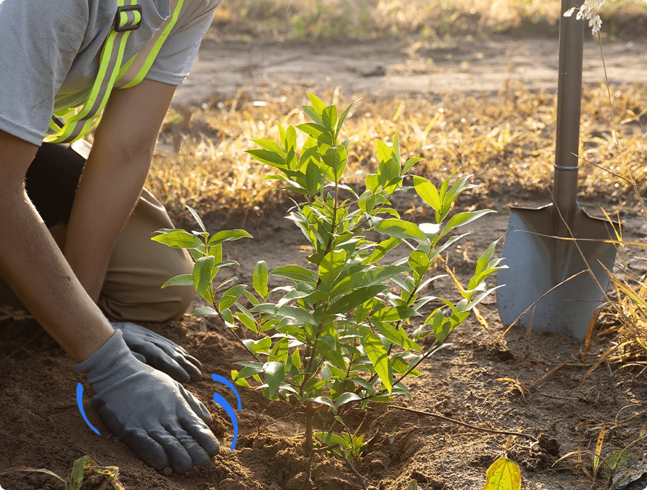 shrub-planting