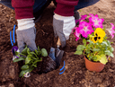 flowers-planting