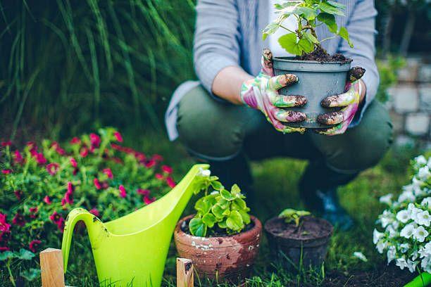 Jardin  Outils de jardinage pour toutes les tâches en extérieur